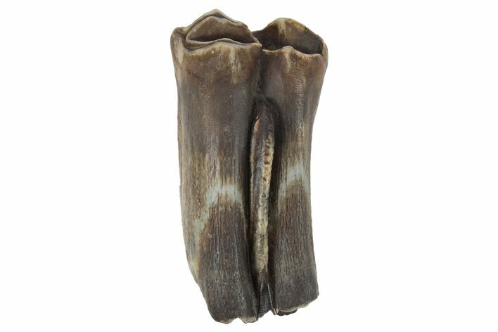 Pleistocene Fossil Steppe Bison Tooth - Siberia #231026